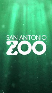 GIF by San Antonio Zoo