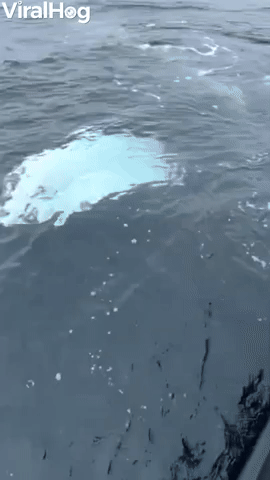 Whale Mugging Happens for First Time Whale Watcher