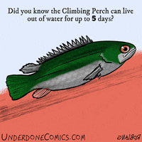 April Fools Day Fish GIF by Underdone Comics