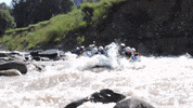 VDFO  GIF