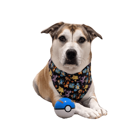 Pocket Monsters Pokemon Sticker by Geekster Pets