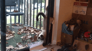 cats lol GIF by America's Funniest Home Videos