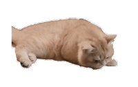 Cat Gmmtv Sticker