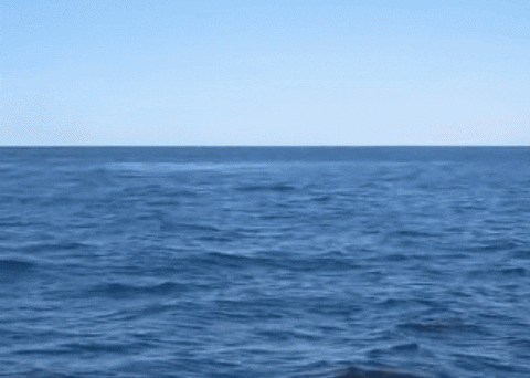 whale humpback GIF