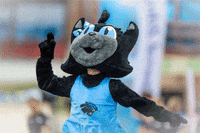 pantherswroclaw panthers wroclaw pantherswroclaw GIF