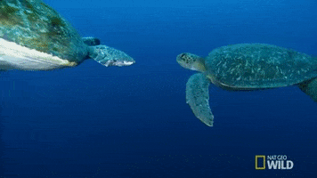 high five national geographic GIF by Nat Geo Wild