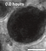 Biomaterials GIF by Wyss Institute