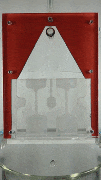 wyss GIF