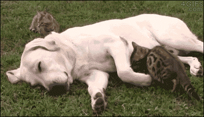 gifofdogs cat cuddles GIF by Rover.com