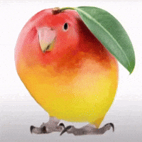 bxxfd bird mango GIF
