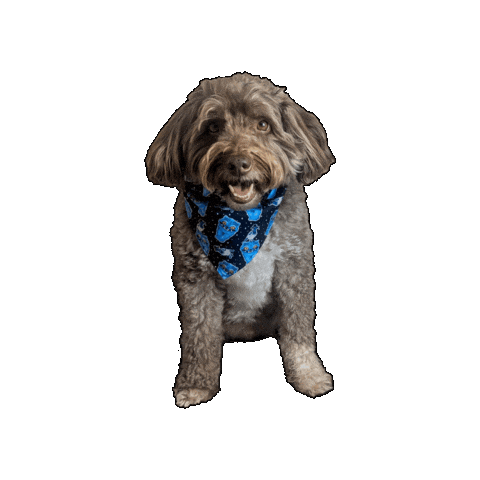 Kpop Demon Hunters Sticker by Geekster Pets