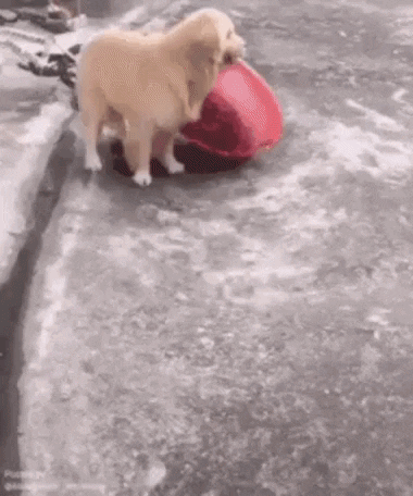 cuteanimalland giphyupload GIF