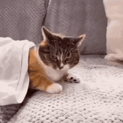 emmiebednall cat drag alrightmousey GIF