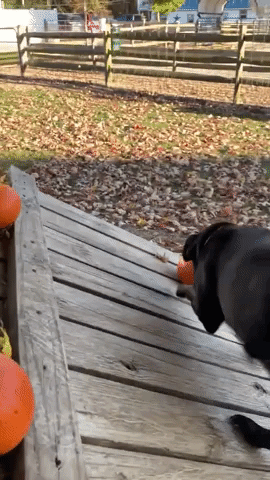 Dogs Enjoy Halloween Treat