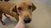 Puppy Love Pedigree GIF by Hallmark Channel