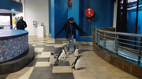 jaycaboz giphyupload GIF