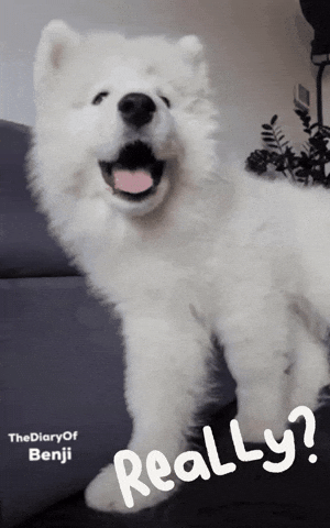 Question Kidding GIF