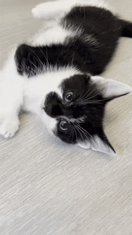 Kitten Rolling GIF