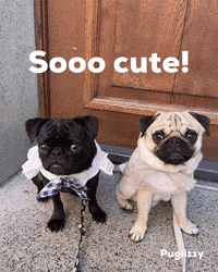Pug Cute Dog GIF