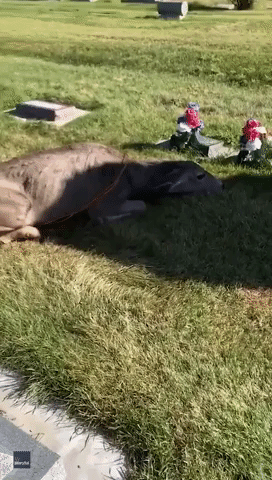 Walker Helps Release Deer From Metal Wire in Utah Graveyard