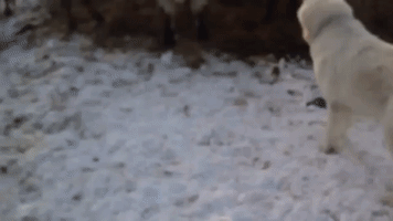 Cute Golden Retriever Meets Cows for the First Time