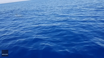 Great White Shark Swims Next to Boat in Mediterranean Sea