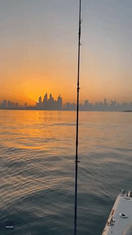Dolphins Filmed Frolicking Against Dubai Skyline