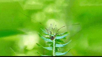 Whos Your Daddy GIF by U.S. Fish and Wildlife Service