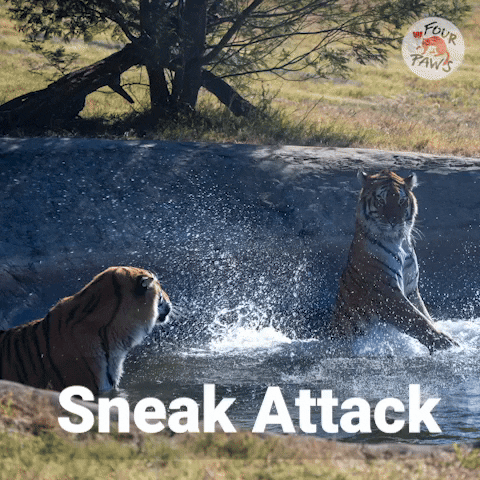 Sneak Attack Fun GIF by VIER PFOTEN