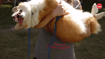 Puppy Corgis GIF by BuzzFeed