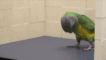 Bird Trick GIF by MOODMAN