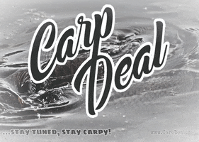CarpDeal fishing carp carpfishing stay tuned GIF