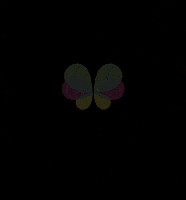 Mpei_Records mpei mpei records kovala GIF