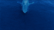 Rtpplay GIF by RTP