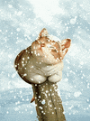 cat wow GIF