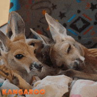 Deborah Mailman Kangaroo GIF by STUDIOCANAL