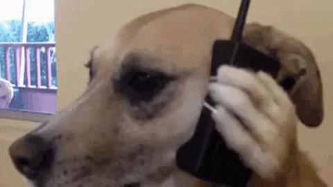 Shiba Bets GIF by SHIBABETS.GG