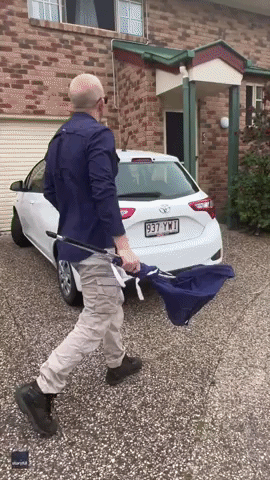 Queensland Snake Catcher Removes Two Carpet Pythons From Under Roofing