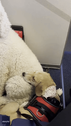 Nervous Dog Snuggles Up to New Pooch Friend on First Flight