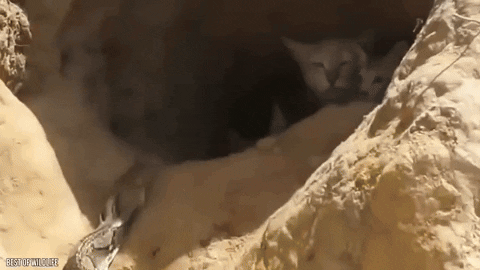 asudeasar giphyupload GIF