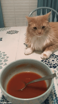 cats hunt GIF
