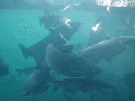 Education Swimming GIF by DIIMSA Stock