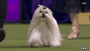 Dogs GIF by Westminster Kennel Club