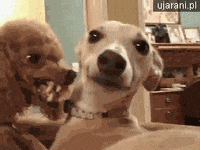 z ja GIF