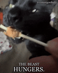 Hungry Black Cat GIF