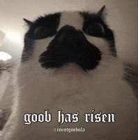 countgoobula cat funnycat catmeme tuxedocat GIF