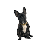 Dog Bulldog Sticker by Crapule Paris