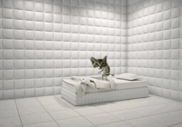 Cat Dance GIF