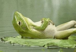 Digital art gif. Photo of a frog lying on its back on a lily pad, altered to look like it is breathing, hands across its belly, relaxing.