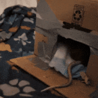 Rat GIF